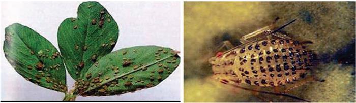 شته خالدار یونجه